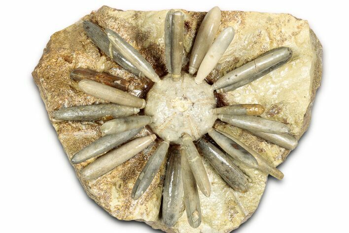 Jurassic Club Urchin (Asterocidaris) - Boulemane, Morocco #339391